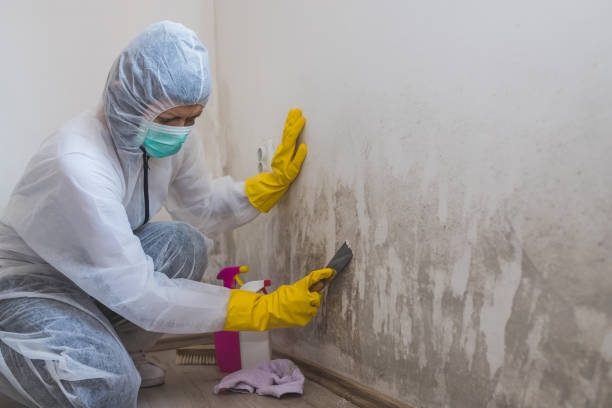 Why You Should Choose Our Mold Remediation Services in New Orleans Station, LA